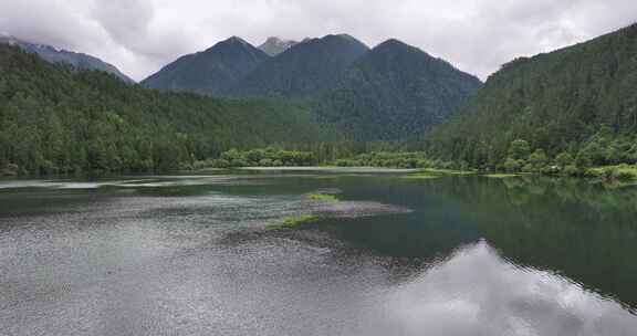 西藏波密岗云杉林航拍