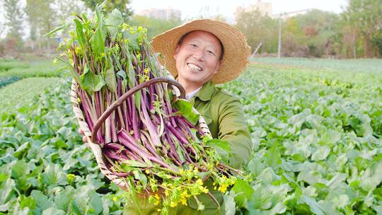 红菜苔产地