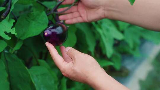 农田 田间 乡间生活 三农 乡村生活