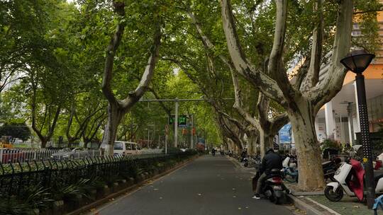 南京的街头梧桐树马路