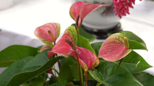 花烛 红鹅掌 红掌 花卉植物 鲜花 观赏