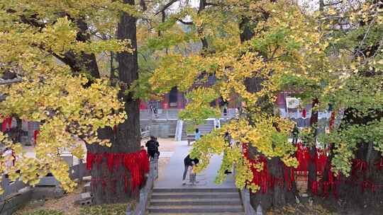 航拍平顶山文殊寺银杏