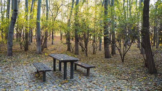 秋天树林木桌落叶立冬延时落日画面推进