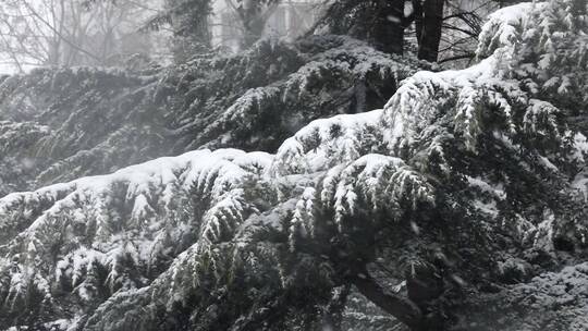 雪花落在树木上