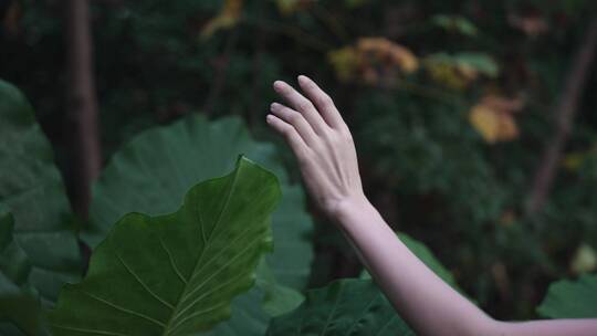 女孩修长的手抚摸叶子4k视频素材