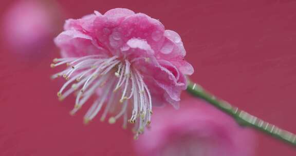 红墙背景下的粉色梅花