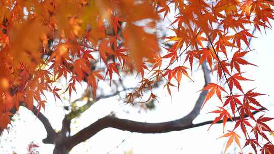 秋天霜降枫叶红叶