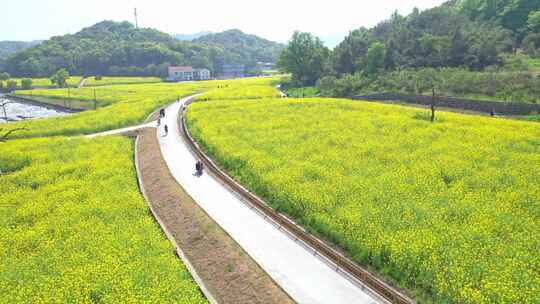 春天油菜花花田小道航拍