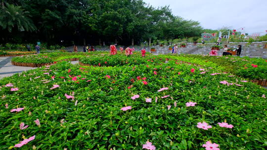 朱瑾花 南宁青秀山花园