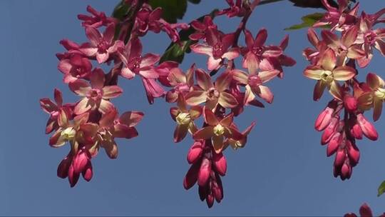 蜜蜂在鲜花上采蜜
