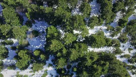 热门镜头，雪，林地，森林