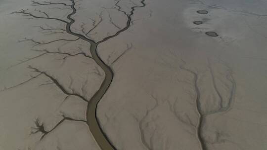 鄱阳湖枯水期生命之树鸟瞰特写航拍视频