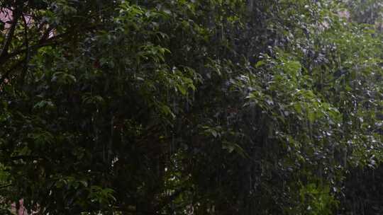 树叶绿叶下雨