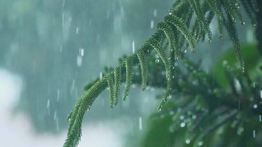 暴雨中的松树枝上雨水滴落慢镜头视频素材