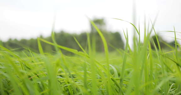 草地绿色小草