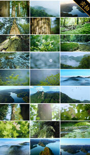 阳光森林 航拍森林云雾树林 夏天自然风景高清在线视频素材下载