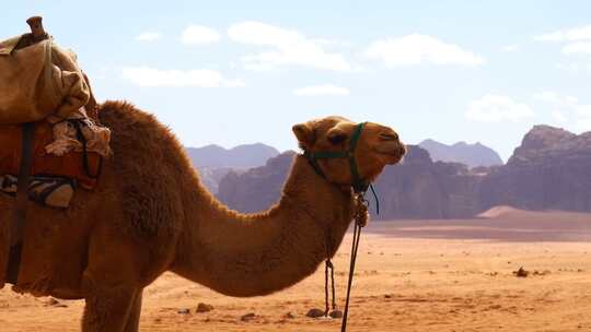 沙漠骆驼