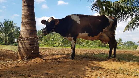 奶牛被绑在乡村农场的棕榈树上