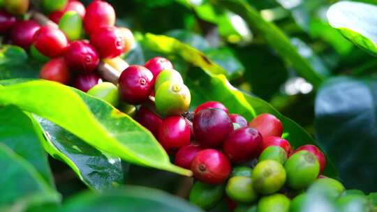 云南咖啡种植园