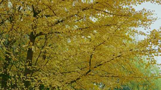 秋天银杏树叶