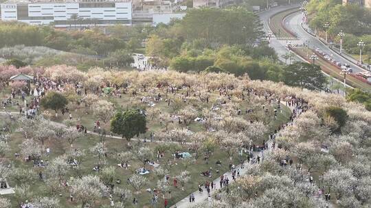 中国广东省广州市黄埔区市民广场梅花