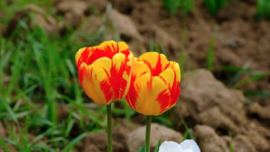 田野微风中盛开的郁金香花特写