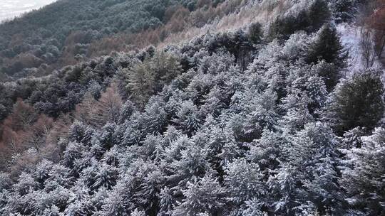 航拍东北下暴雪林海雪原威虎山