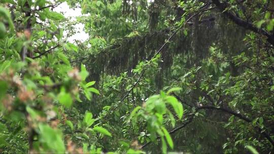 大雨冲刷着树林