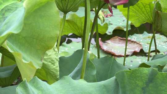 南湖公园夏季荷花盛开美景实拍