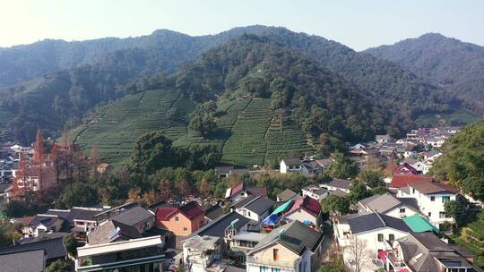 杭走茶山采茶叶茶叶种植山村视频素材模板下载