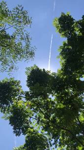 夏日高温蓝天下阳光透过树叶照射出来