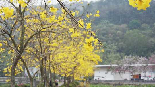 花草 唯美景色乡村振兴 人居环境