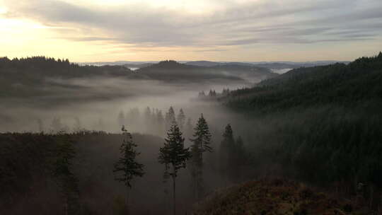 美国俄勒冈州南部雾蒙蒙的日出中森林中的道