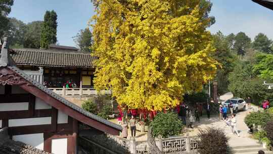 重庆天心寺银杏航拍