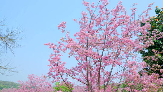 南宁青秀山樱花树中式园林庭院古建筑屋檐