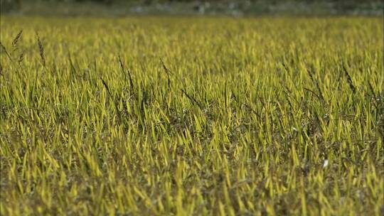 大米水稻丰收稻田稻谷农业稻穗视频素材模板下载