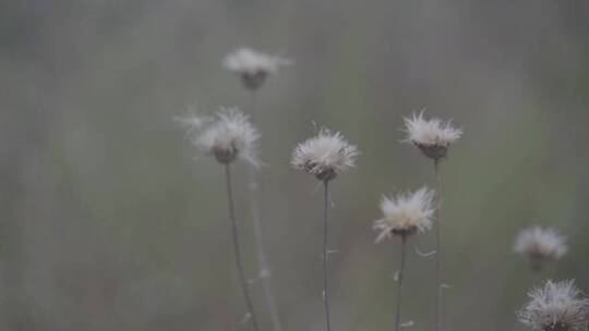 自然、荒野杂草、花花草草、静谧之地 (4)视频素材模板下载