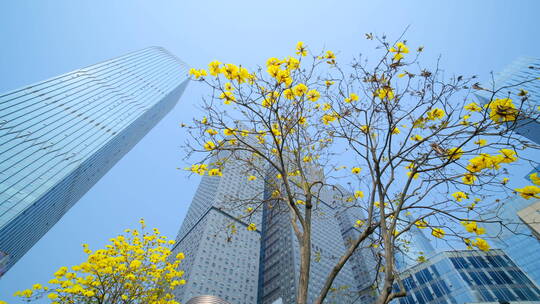 南宁五象新区街景 现代化高楼林立城市穿梭