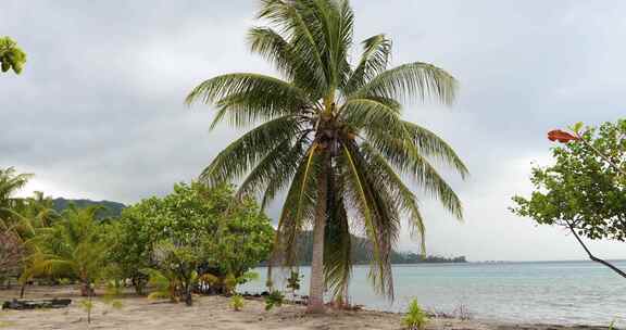 法属波利尼西亚Raiatea。奥波阿的T