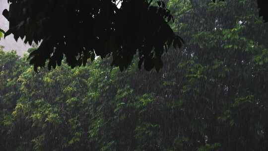 瀑雨下雨树木雨水雨季雨景视频素材模板下载