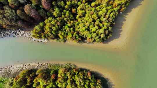 佛山顺德水杉林