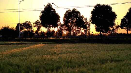 农村夕阳麦田道路树木行车落日延时