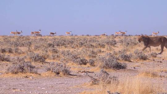 一只雌狮在非洲的大草原平原上猎食