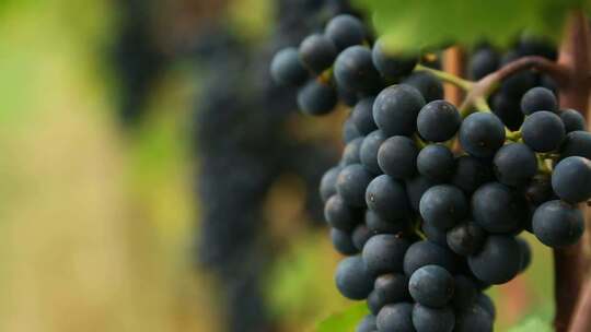 新鲜的葡萄