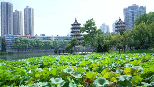 武汉江岸区宝岛公园