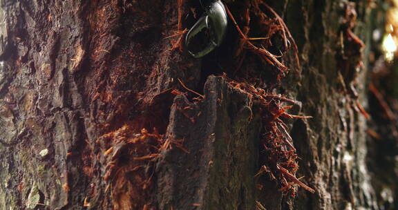 甲虫树干上钻洞吃树皮特写虫害