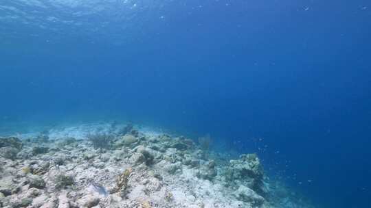 海龟，库拉索岛，加勒比海，珊瑚