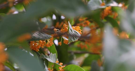 秋天微风桂花盛开微距特写空镜