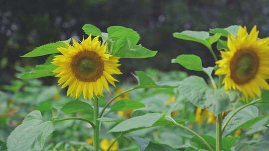 春夏季节的向日葵和蜜蜂