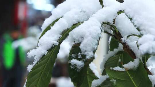 雪景飘雪鹅毛大雪